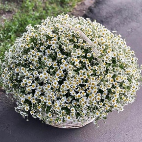 Композиция в корзине из 151 ромашки в Серпухове