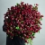 Монобукет из 75 кустовых роз Марун (70 см) в Серпухове Монобукет из 75 кустовых роз Марун (70 см) в Серпухове