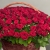Композиция в корзине из 151 красной розы в Серпухове Композиция в корзине из 151 красной розы в Серпухове