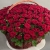 Композиция в корзине из 151 красной розы в Серпухове Композиция в корзине из 151 красной розы в Серпухове