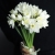 Букет из 25 нарциссов в Серпухове Букет из 25 нарциссов в Серпухове
